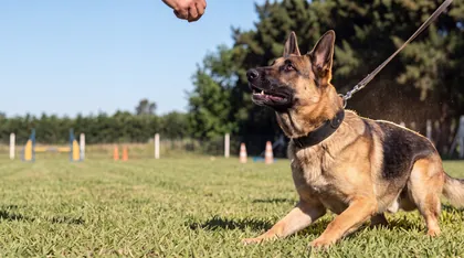 Pastor-alemão na guia atento a um comando durante o treino